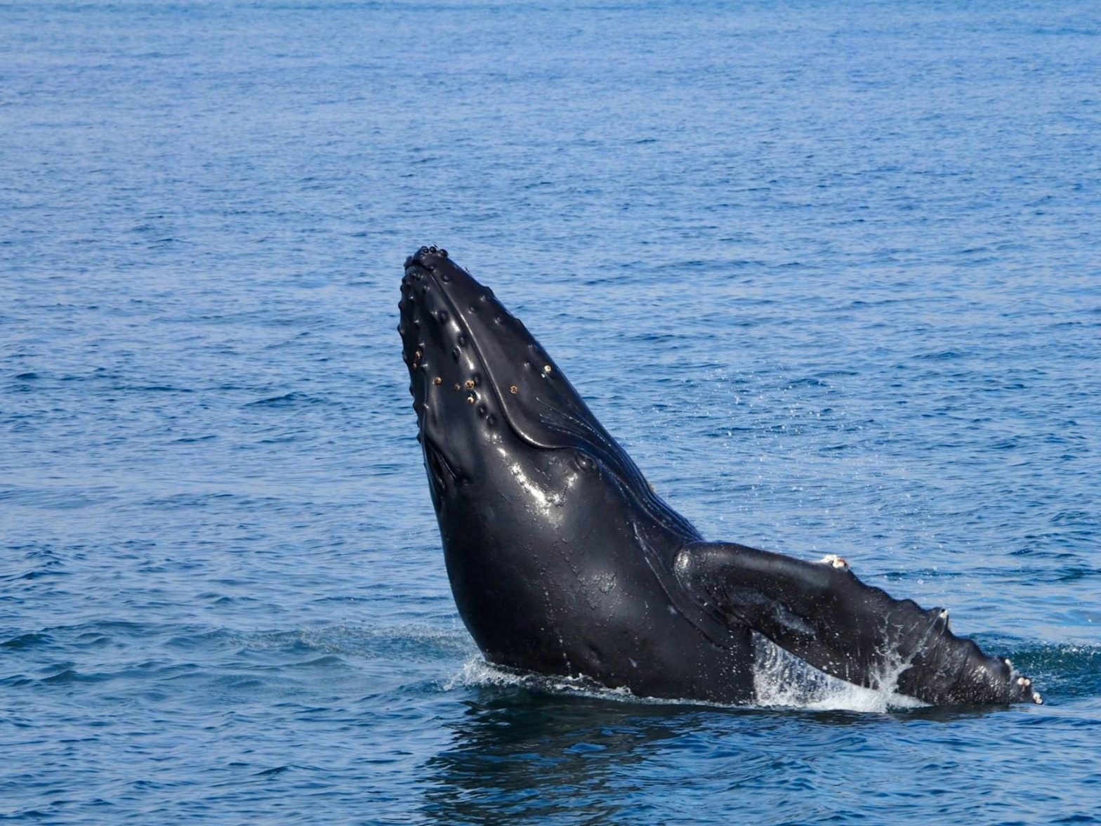 A majestic humpback whale breaches the surface in the serene Alaskan ocean waters.